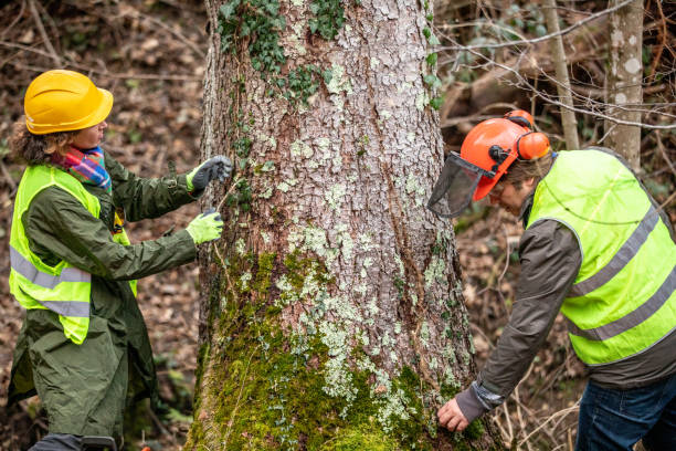 Best Storm Damage Tree Cleanup  in Fairview Shores, FL