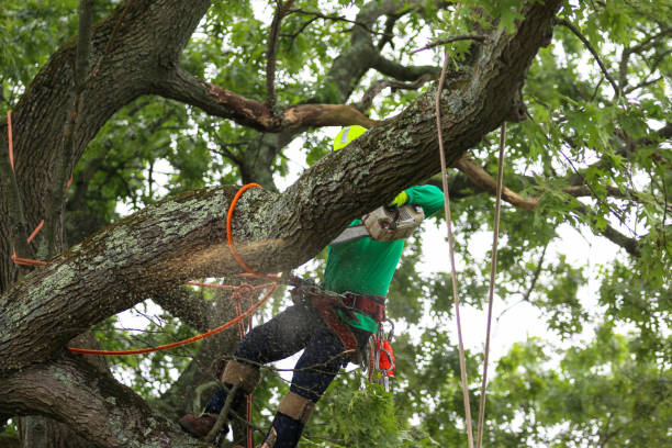 Best Tree Disease Treatment  in Fairview Shores, FL